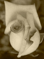 Antique Rose 30Jan08