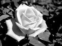 Single Rose (bw)