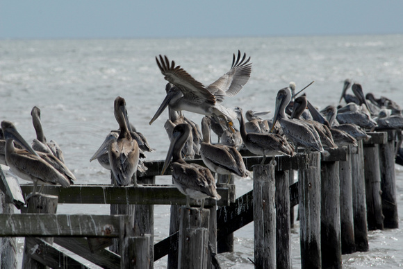 Pelican Refuge