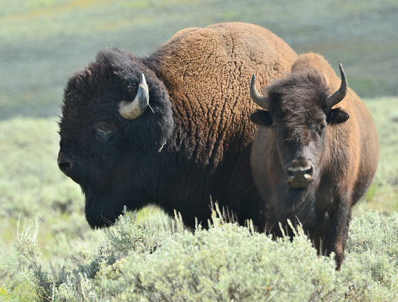 Bison Couple
