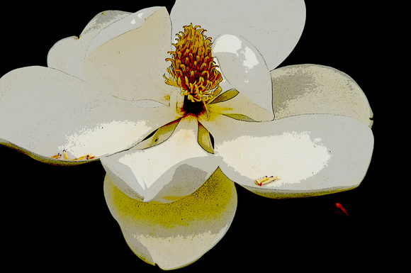 Magnolia Flower (filt)
