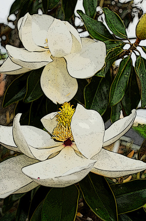 Dbl Magnolia (filt)