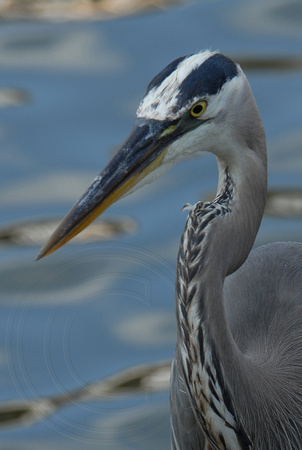 Blue Heron Face (l)